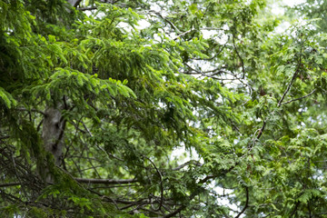 Fototapeta premium Green Foliage