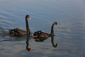 Fototapeta premium A pair of black swans swimming in the pond
