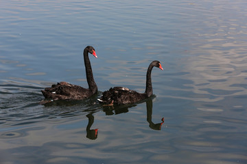 Fototapeta premium A pair of black swans swimming in the pond