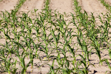 Naklejka premium corn field. close-up 