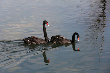 Naklejka premium A pair of black swans swimming in the pond