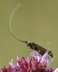 Nemophora metallica longhorn moth. A micro moth in the family Adelidae, known as fairy longhorn ...