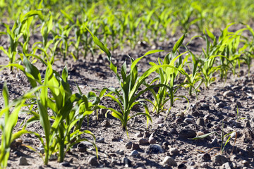 Corn field, summer time 