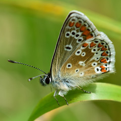 Fototapeta na wymiar Brown argus (Aricia agestis) showing underside of wings. Delicate brown butterfly in the family Lycaenidae, at rest in a British meadow 