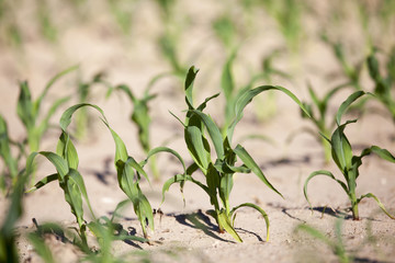 green corn. Spring  