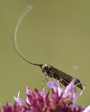 Nemophora metallica longhorn moth. A micro moth in the family Adelidae, known as fairy longhorn  moths due to their long antennae
