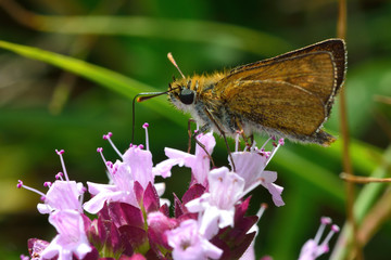 Lulworth skipper (Thymelicus acteon) nectaring on wild marjoram. Extremely local butterfly in the family Hesperiidae, confined in Britain to a tiny stretch of the south coast
