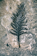 Fern fossil