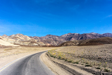 Death Valley road lined with wildflowers