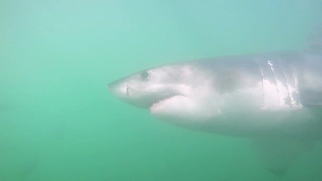 Great white shark slow motion underwater view from cage, South Africa