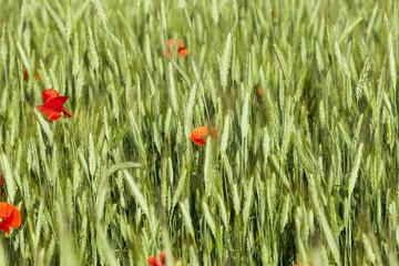 blooming red poppies 
