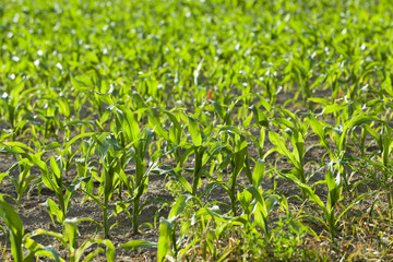 Corn field, summer  
