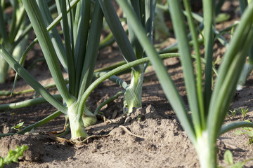 Fototapeta premium sprouts green onions 