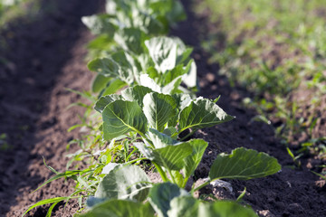 Field of cabbage, spring  