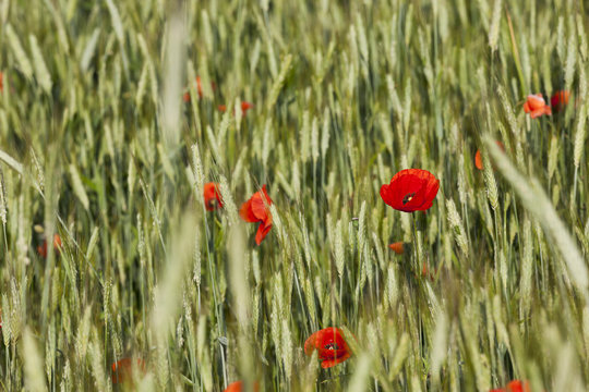 Poppy in the field 