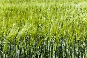  unripe wheat germ