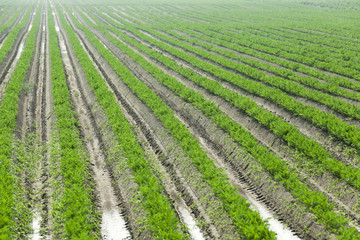 Fototapeta na wymiar green carrot field 
