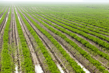 Field with carrot  