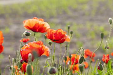 Obraz premium blooming red poppies 