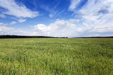 immature cereals , field