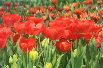 Fototapeta premium Tulip Orange Panic 7