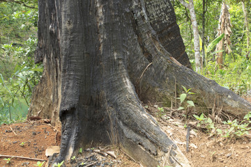 Tree ironwood burned in the forest of borneo
