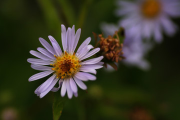 Aster 