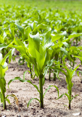corn plants -, spring