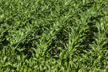 Green corn field 