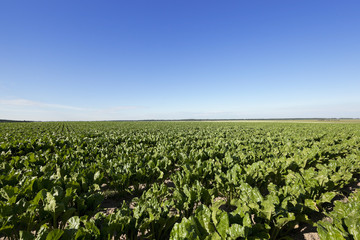 Fototapeta na wymiar Field with sugar beet 