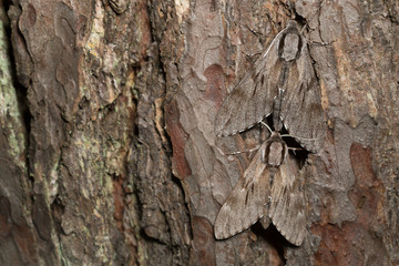 Pair of  pine hawk-moths, Sphinx pinastri on pine bark
