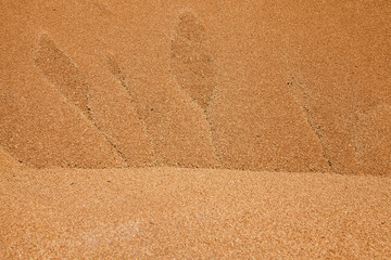 heap of wheat grains  