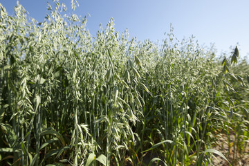 immature green grass 