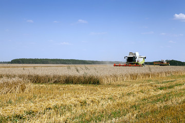  harvest of cereals