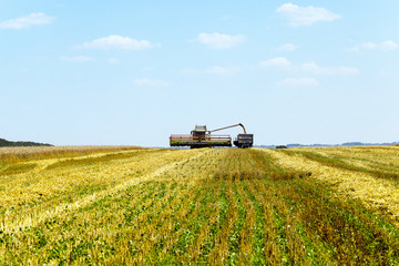 Fototapeta premium harvesting of cereals 