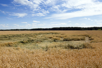 Field of cereal in the summer  