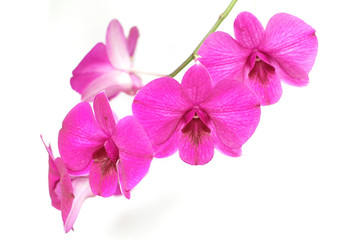 Fototapeta na wymiar beautiful orchid flower isolated on white