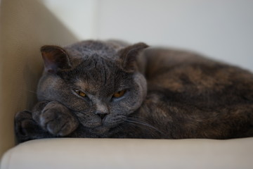 ふてぶてしい猫