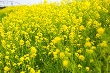 菜の花