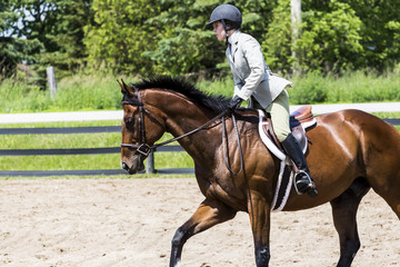 equestrian riding in hunter and jumper ring