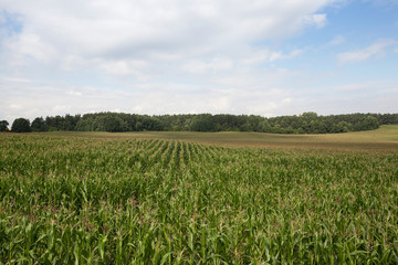 corn field, agriculture 