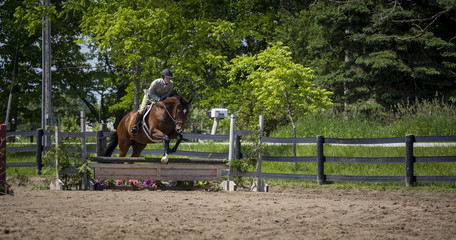 equestrian riding in hunter and jumper ring