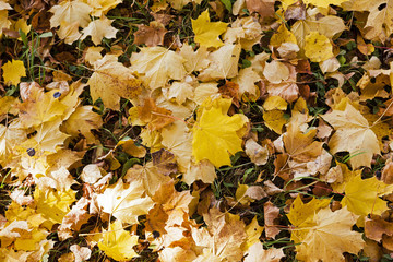 yellowed foliage , autumn  