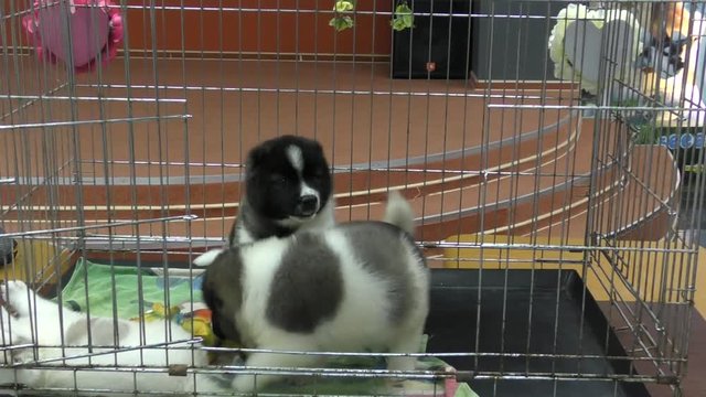Puppy Caucasian Shepherd or Caucasian wolfhound