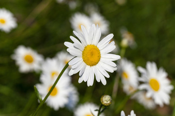 Obraz na płótnie Canvas white daisy, spring