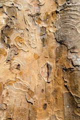 Closeup of dry rough bark of old tree as background backdrop or