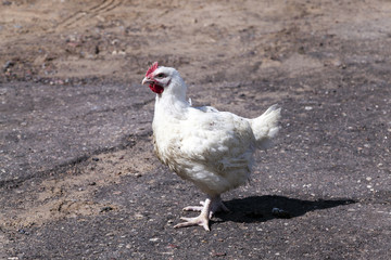 white chicken, close-up  