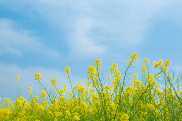 菜の花