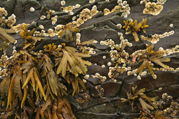 Algues sur rochers