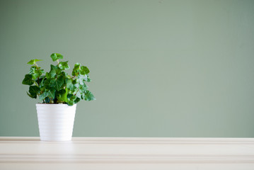 green plant on desk
